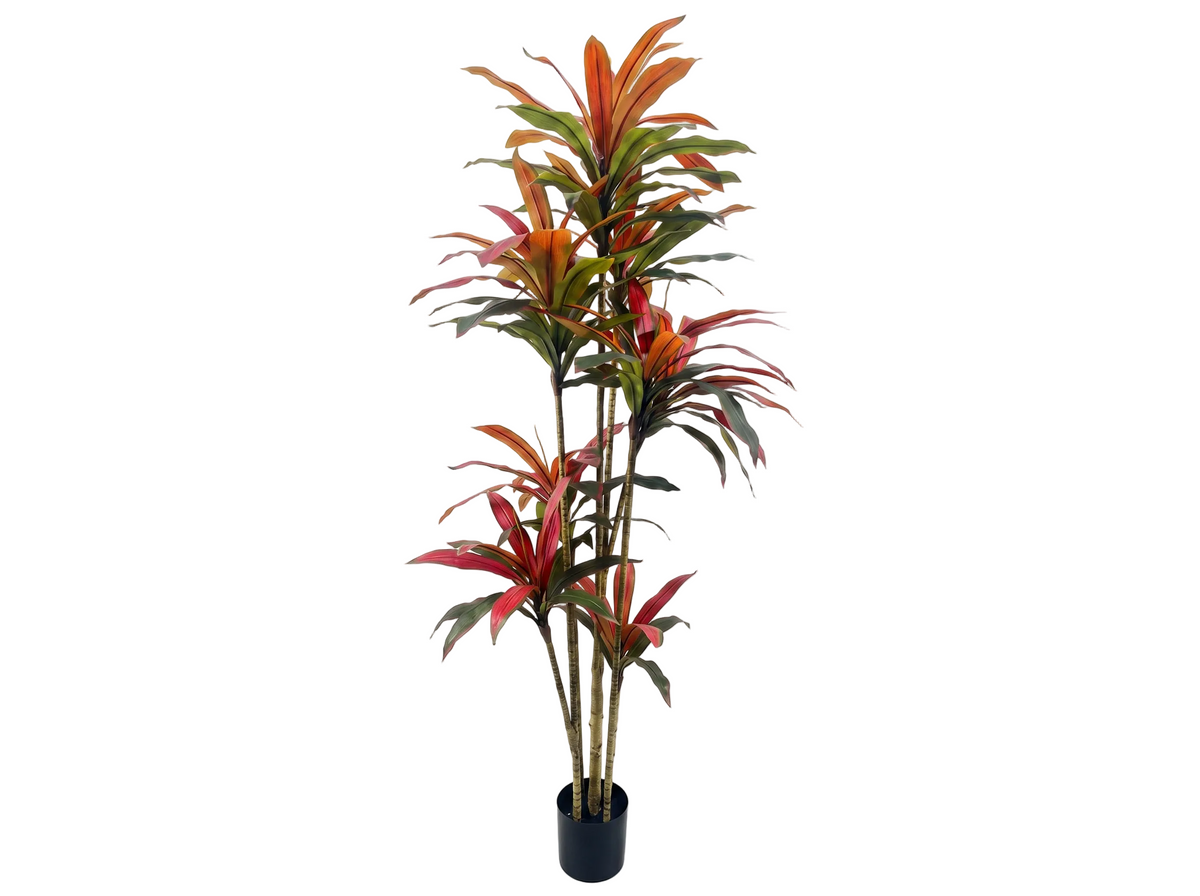 DRACENA ROJA