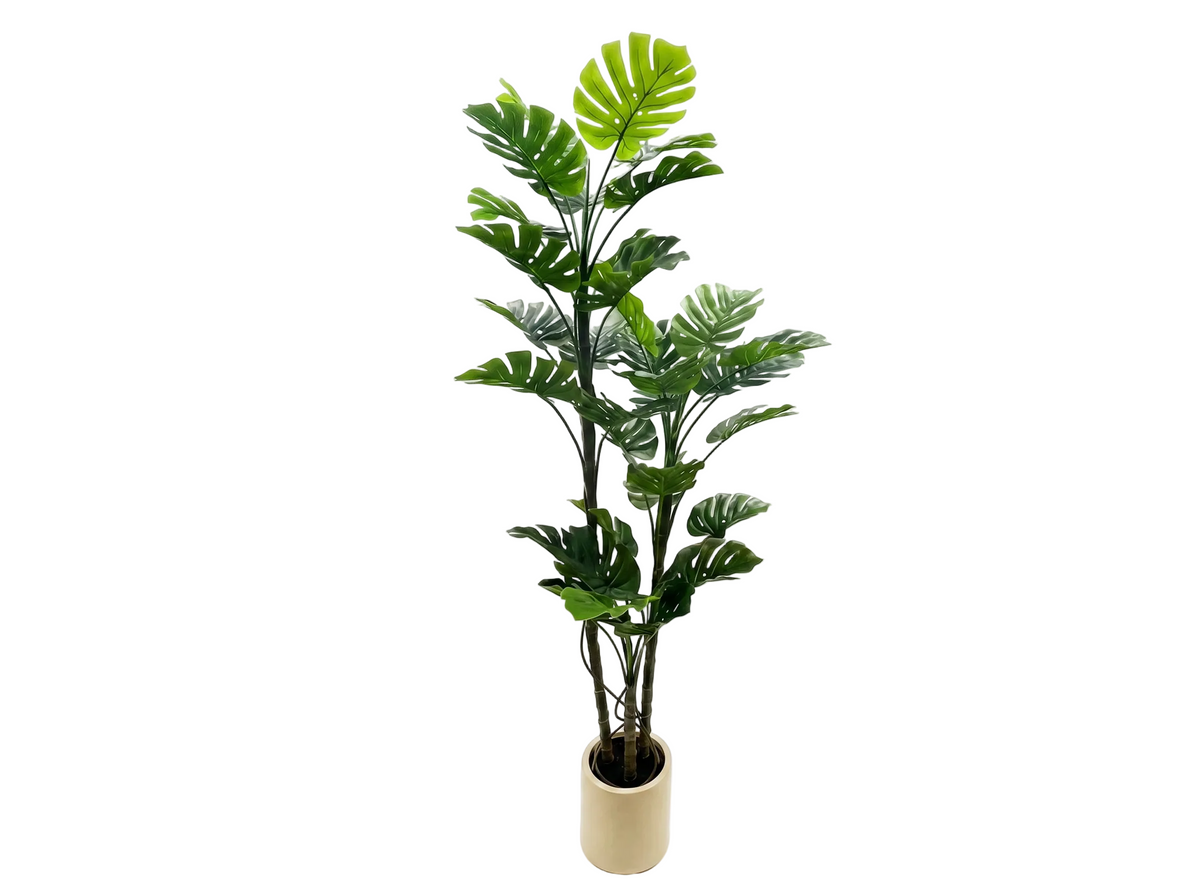 MONSTERA