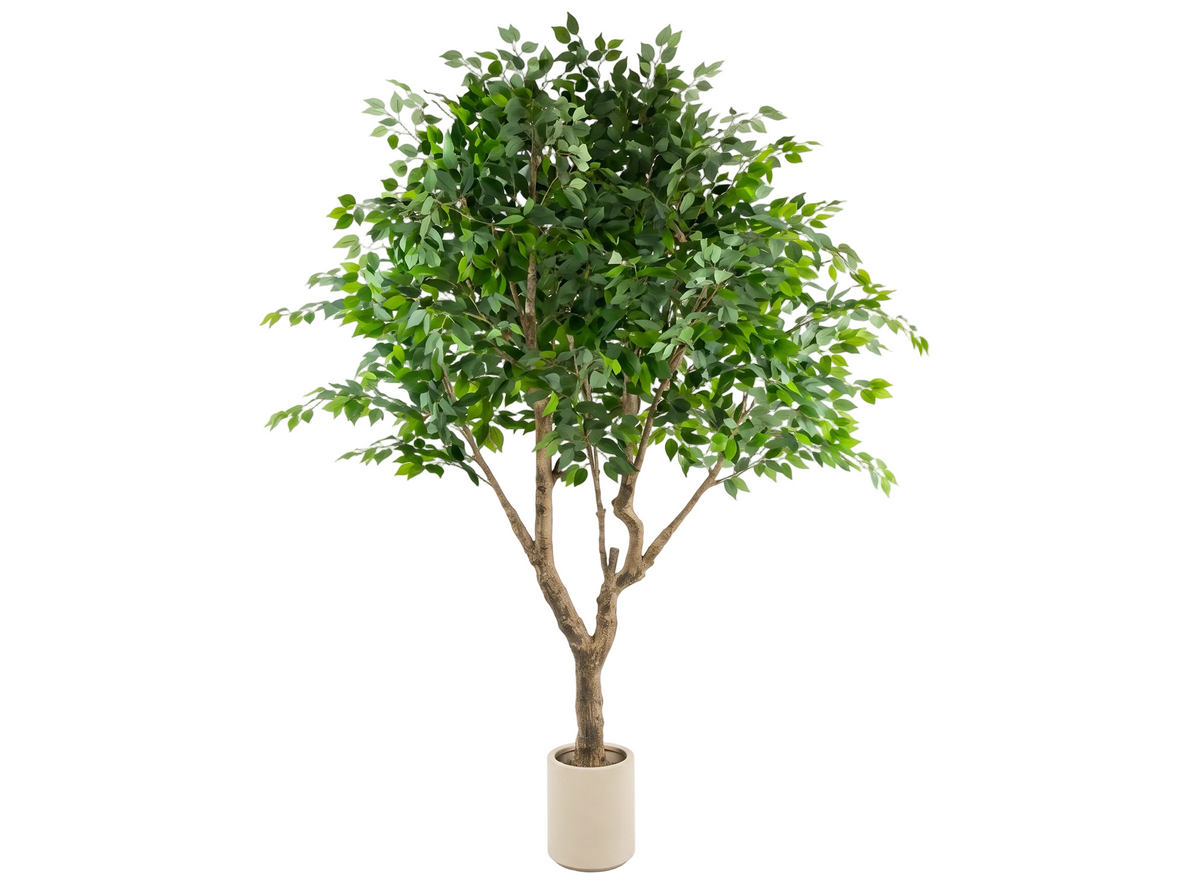 BENJAMINA