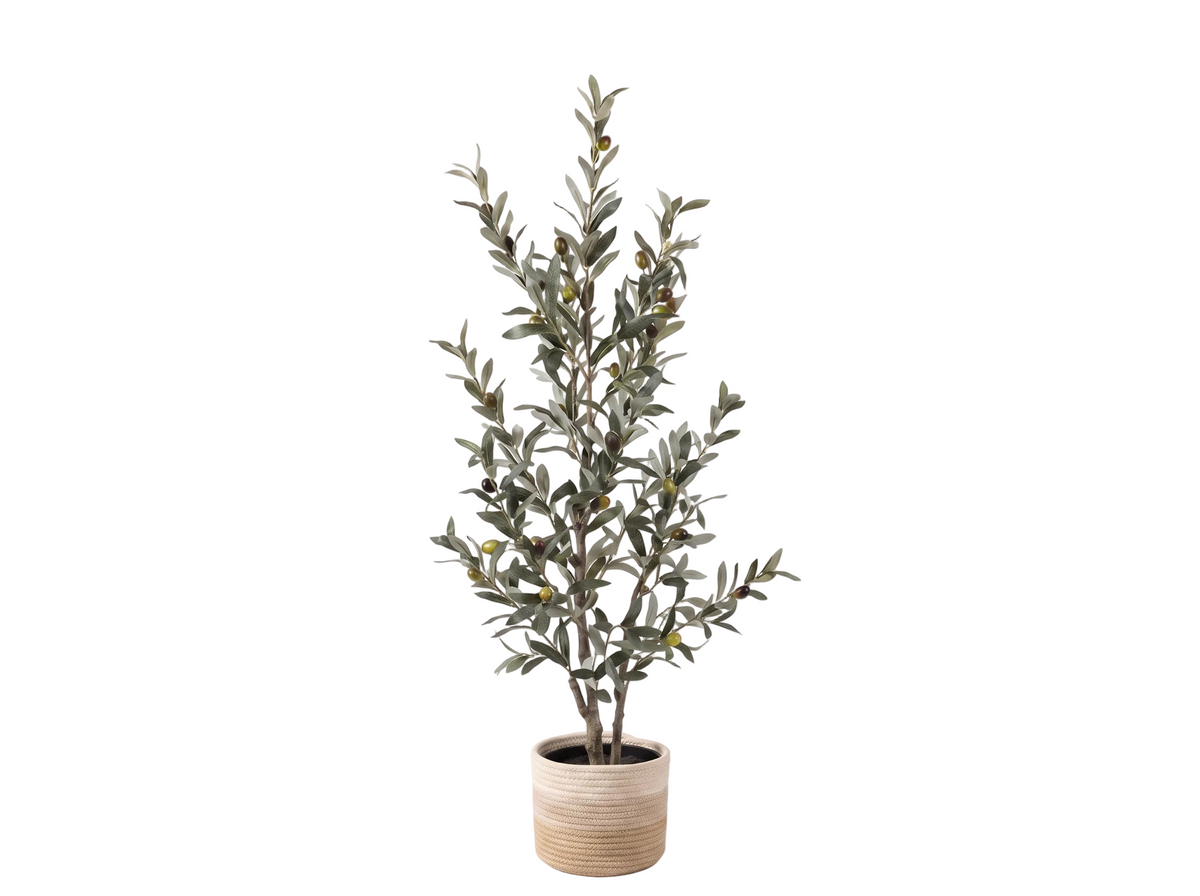 OLIVO