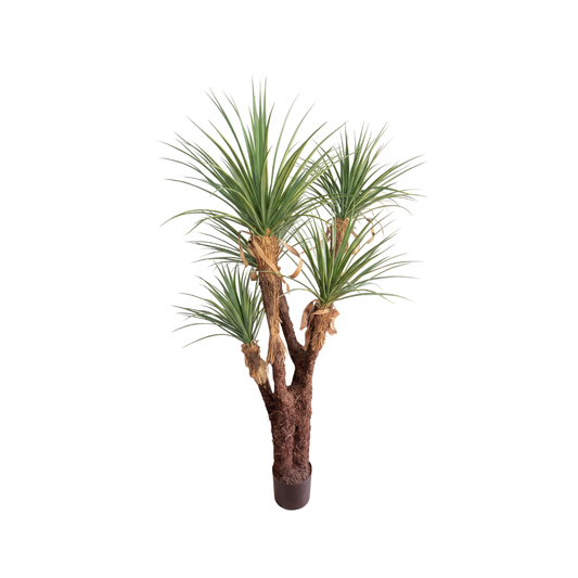 PALMA DE YUCA