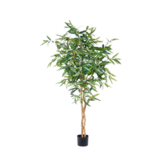 FICUS