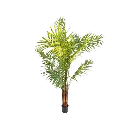 ARECA