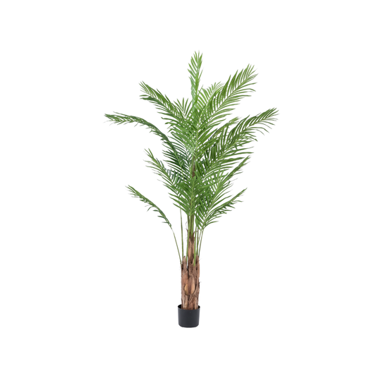 ARECA