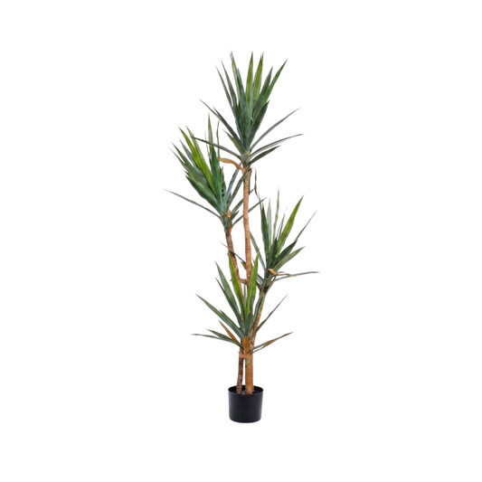 DRACENA