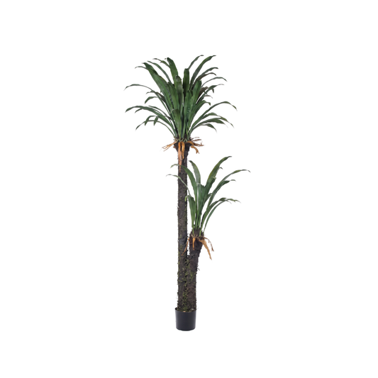 DRACENA VERDE