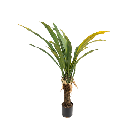 DRACENA VERDE