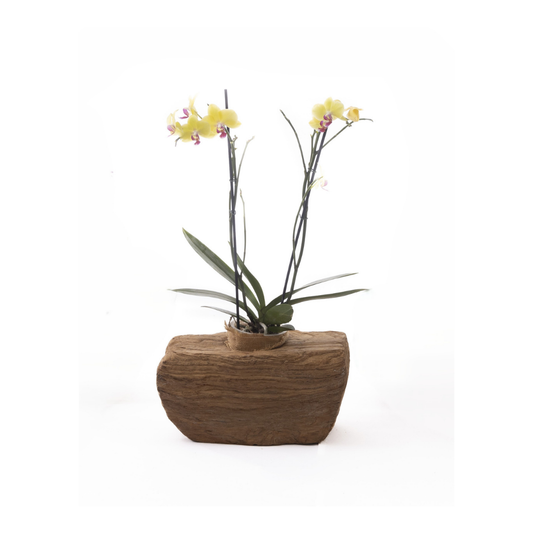 CAMBRIA CRD