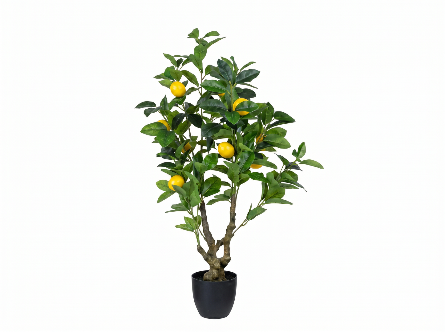 LIMONERO