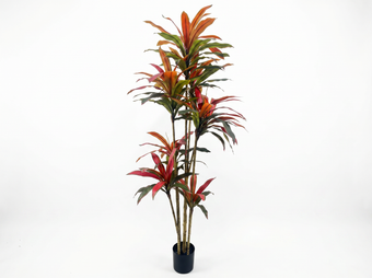 compare product DRACENA ROJA