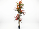DRACENA ROJA