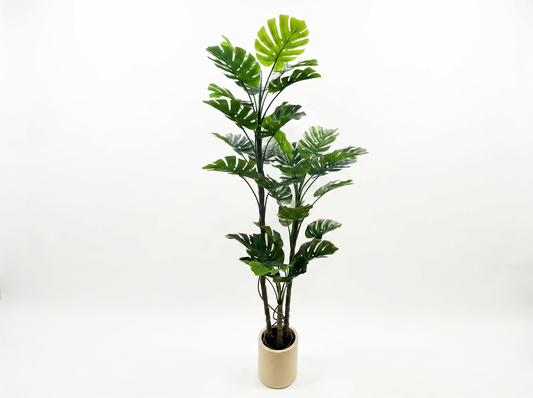 MONSTERA
