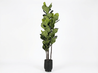 compare product LYRATA