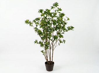 compare product PIERIS JAPONES