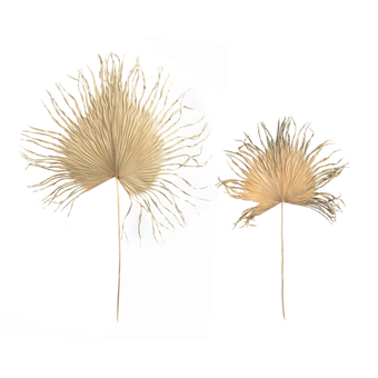 compare product PALEM DESP