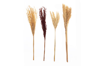 compare product ALANI