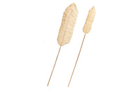 BAGOR
