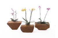 CAMBRIA CRD