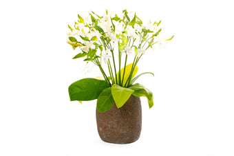 compare product HANA