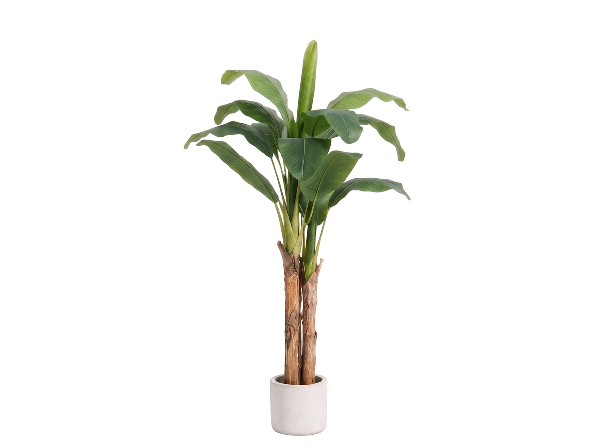 PLATANERO