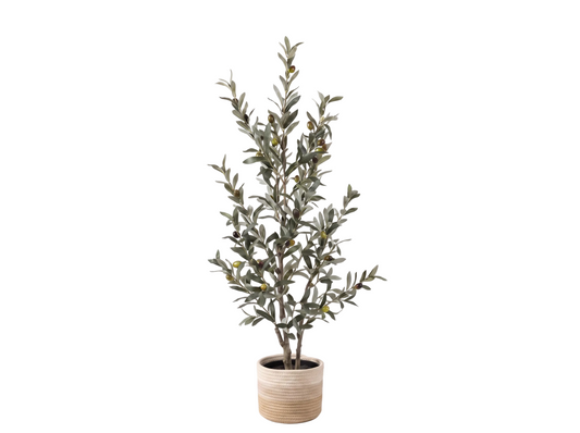 OLIVO