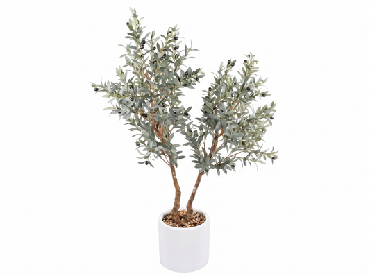 OLIVO