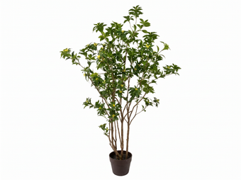 compare product PIERIS JAPONES