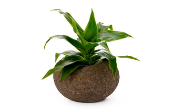 compare product ORQUIDEA