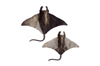 RAY ANTQ