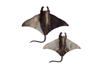 compare product RAY ANTQ